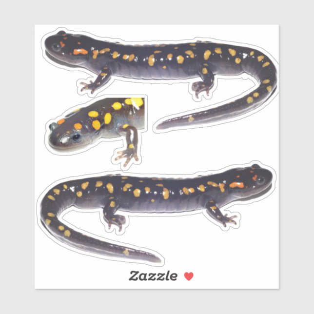 Drei Gepunktete Salamander Vinyl Stickers Aufkleber (Blatt)