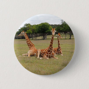 Drei Giraffen bei Fossil Rim Button
