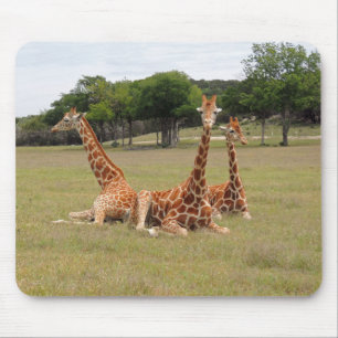 Drei Giraffen bei Fossil Rim Mousepad