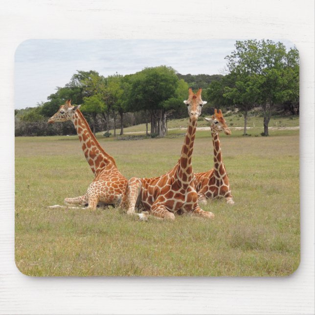 Drei Giraffen bei Fossil Rim Mousepad (Vorne)