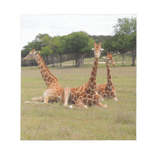 Drei Giraffen bei Fossil Rim Notizblock