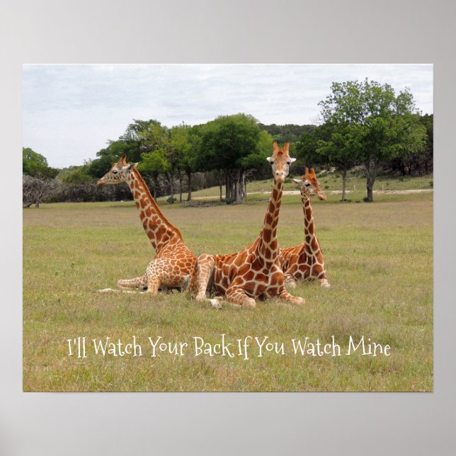 Drei Giraffen bei Fossil Rim Poster (Vorne)