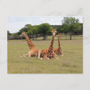 Drei Giraffen bei Fossil Rim Postkarte