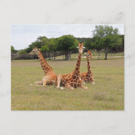 Drei Giraffen bei Fossil Rim Postkarte