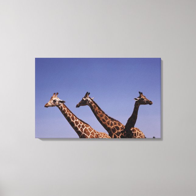 Drei Giraffen Leinwanddruck (Vorderseite)