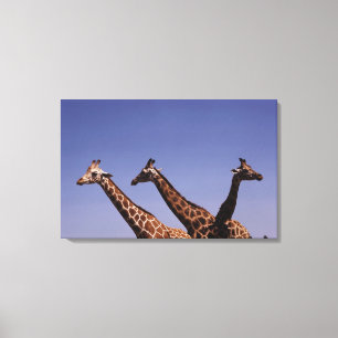 Drei Giraffen Leinwanddruck