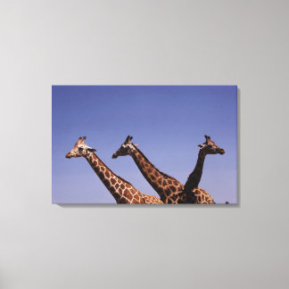 Drei Giraffen Leinwanddruck