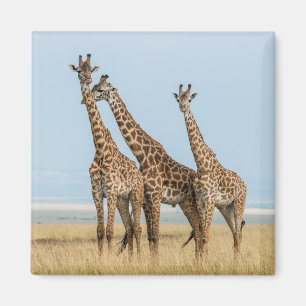 Drei Giraffen posieren Magnet