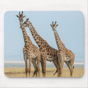 Drei Giraffen posieren Mousepad