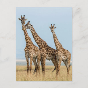 Drei Giraffen posieren Postkarte