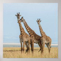Drei Giraffen Posing