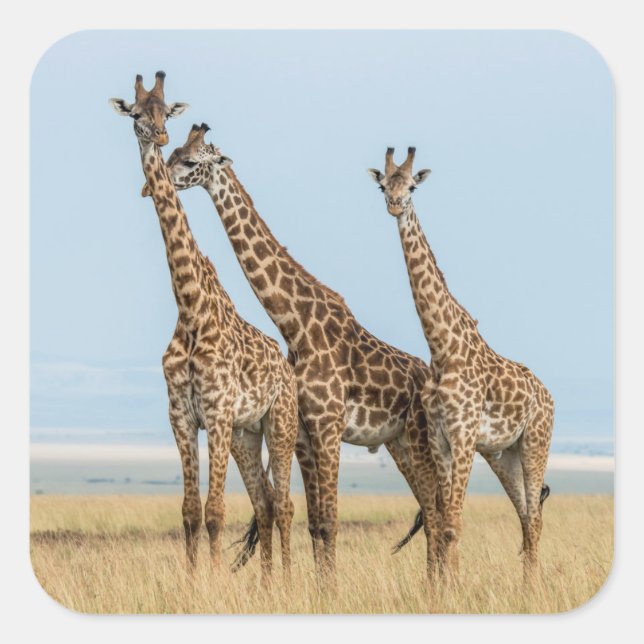 Drei Giraffen Posing Quadratischer Aufkleber (Vorderseite)