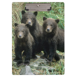 Drei Grizzlybären-Jungtiere oder Coys Klemmbrett