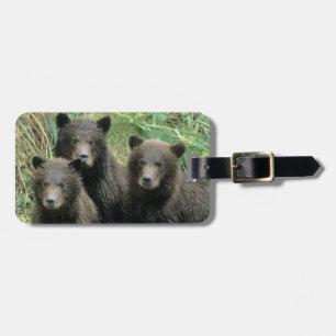 Drei Grizzlybären oder Coys Gepäckanhänger