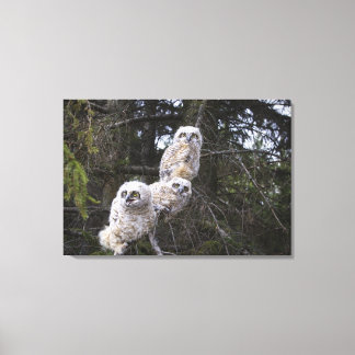 Drei große Hornhühner (Bubo Virginianus) Leinwanddruck