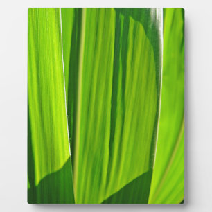 Drei Grüne Maisæ Fotoplatte