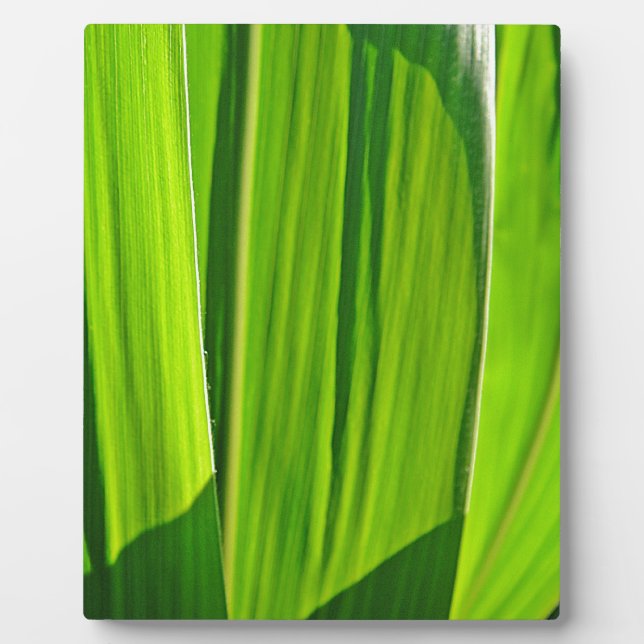 Drei Grüne Maisæ Fotoplatte (Vorderseite)