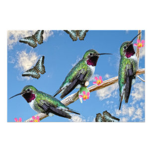 Drei Hummingvögel auf einem Ast Floss Silt Fotodruck