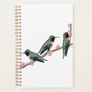 Drei Hummingvögel auf einem Ast Floss Silt Planer