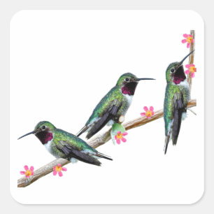 Drei Hummingvögel auf einem Zweig eines Feuers Quadratischer Aufkleber