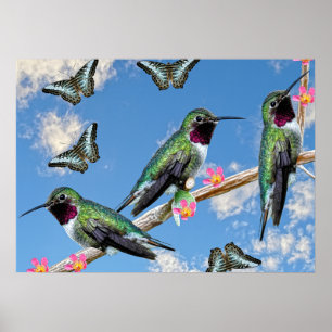 Drei Hummingvögel auf einem Zweig-Poster Poster