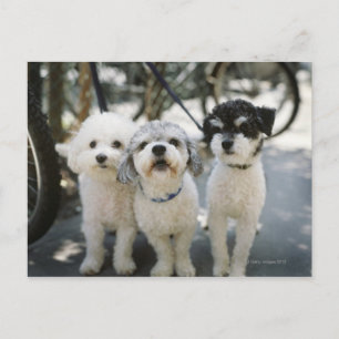 Drei Hunde Postkarte