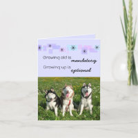 Drei Huskies-Geburtstags-Karte