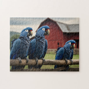 Drei Hyazinth-Macaws auf Zaun Puzzle
