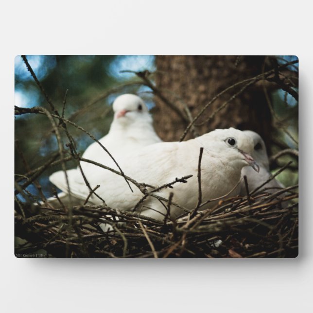 Drei in einem Baum Fotoplatte (Vorderseite)