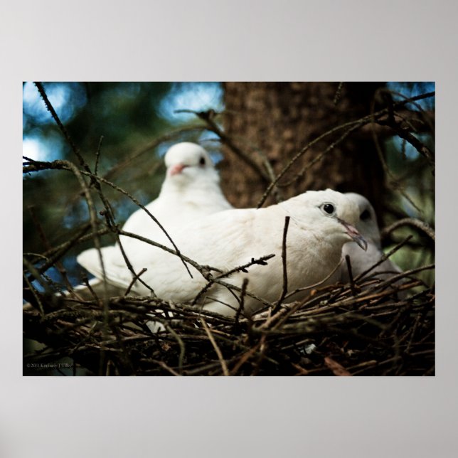 Drei in einem Baum Poster (Vorne)