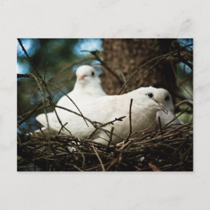 Drei in einem Baum Postkarte