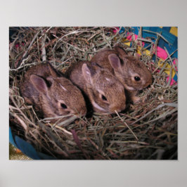 Drei in einer Reihe Poster