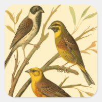 Drei inländische Vögel auf einer Zweigniederlassun