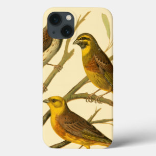 Drei inländische Vögel gehockt auf einer Case-Mate iPhone Hülle