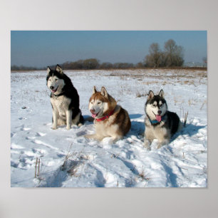 Drei interessante Malamute-Hunde Poster
