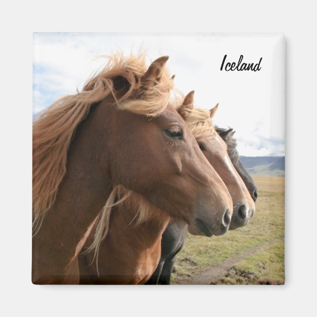 Drei Island Pferde in Folge Magnet (Vorne)