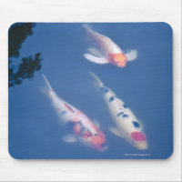 Drei japanische Koi-Fische im Teich
