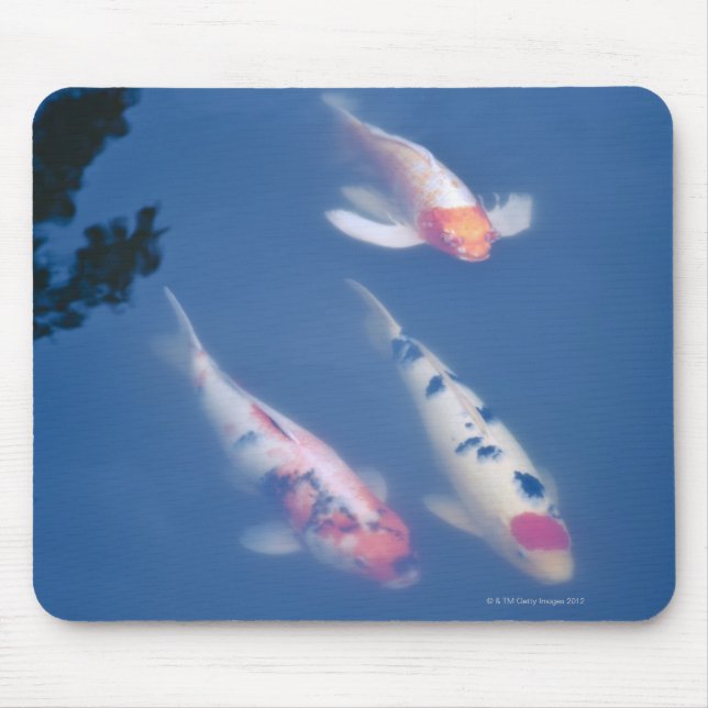 Drei japanische Koi-Fische im Teich Mousepad (Vorne)