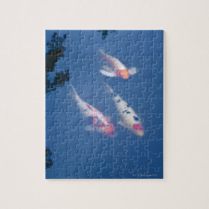 Drei japanische Koi-Fische im Teich Puzzle