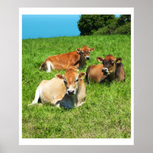 Drei Jersey-Kühe Poster