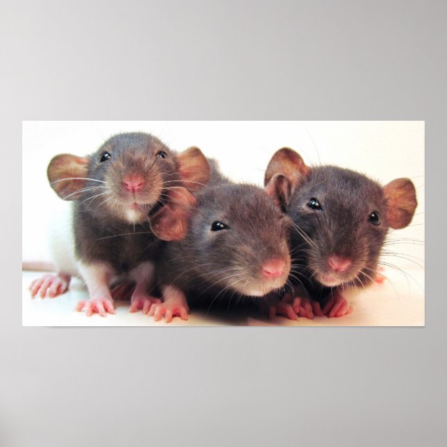 Drei Joker Poster (Vorne)