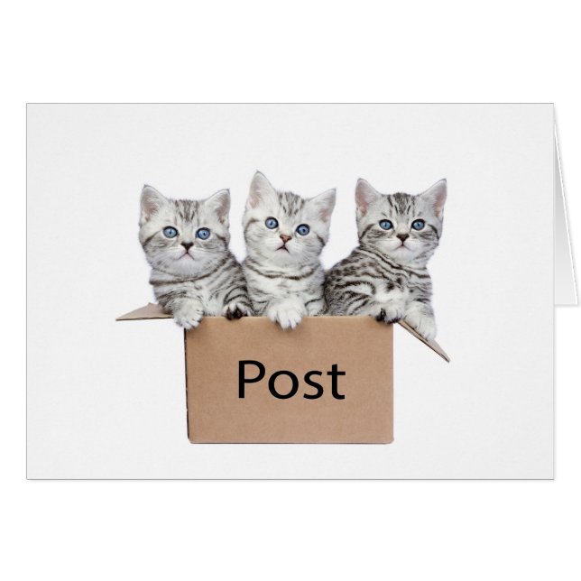Drei junge Katzen im Sammelpack auf Weiß (Vorderseite (Horizontal))