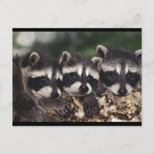 Drei junge Raccoons Postkarte