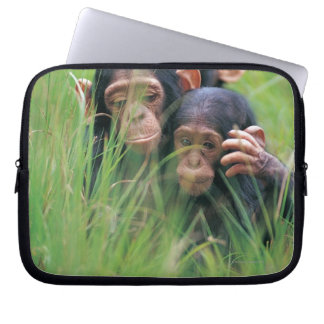 Drei junge Schimpansen (Pantroglodytes) in Laptopschutzhülle