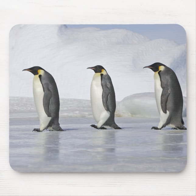 Drei Kaiserpinguine, Insel Snow Hill Mousepad (Vorne)