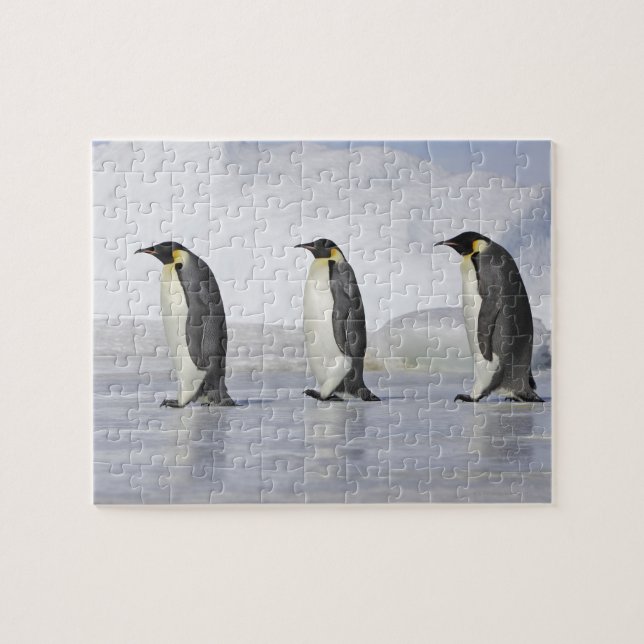 Drei Kaiserpinguine, Insel Snow Hill Puzzle (Horizontal)