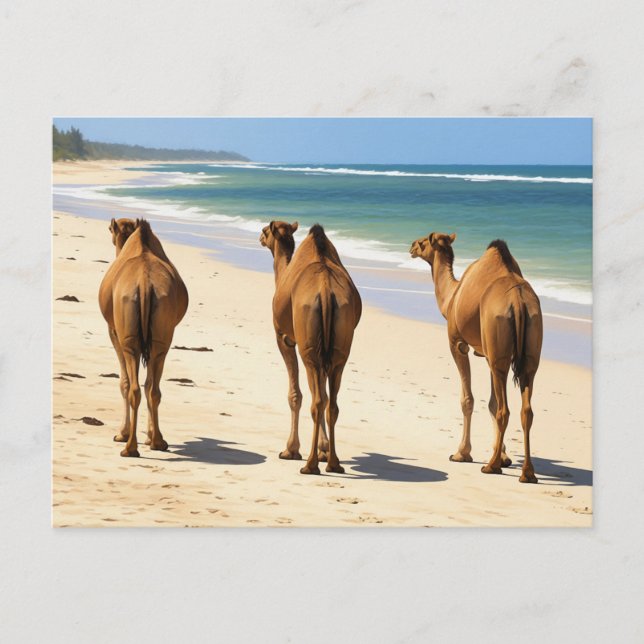 Drei Kamele am Strand von Mombasa Kenya Postkarte (Vorderseite)