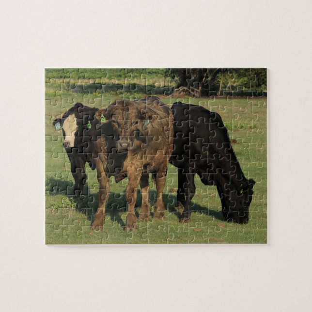 Drei Kansas Kühe in einer Weide Puzzle (Horizontal)