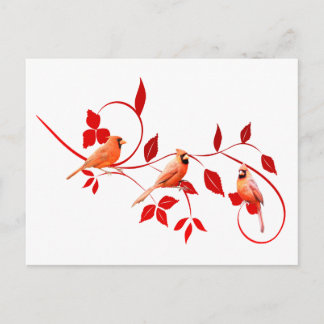 Drei Kardinäle Postkarte