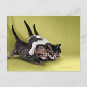 Drei Kätzchen umarmen sich Postkarte